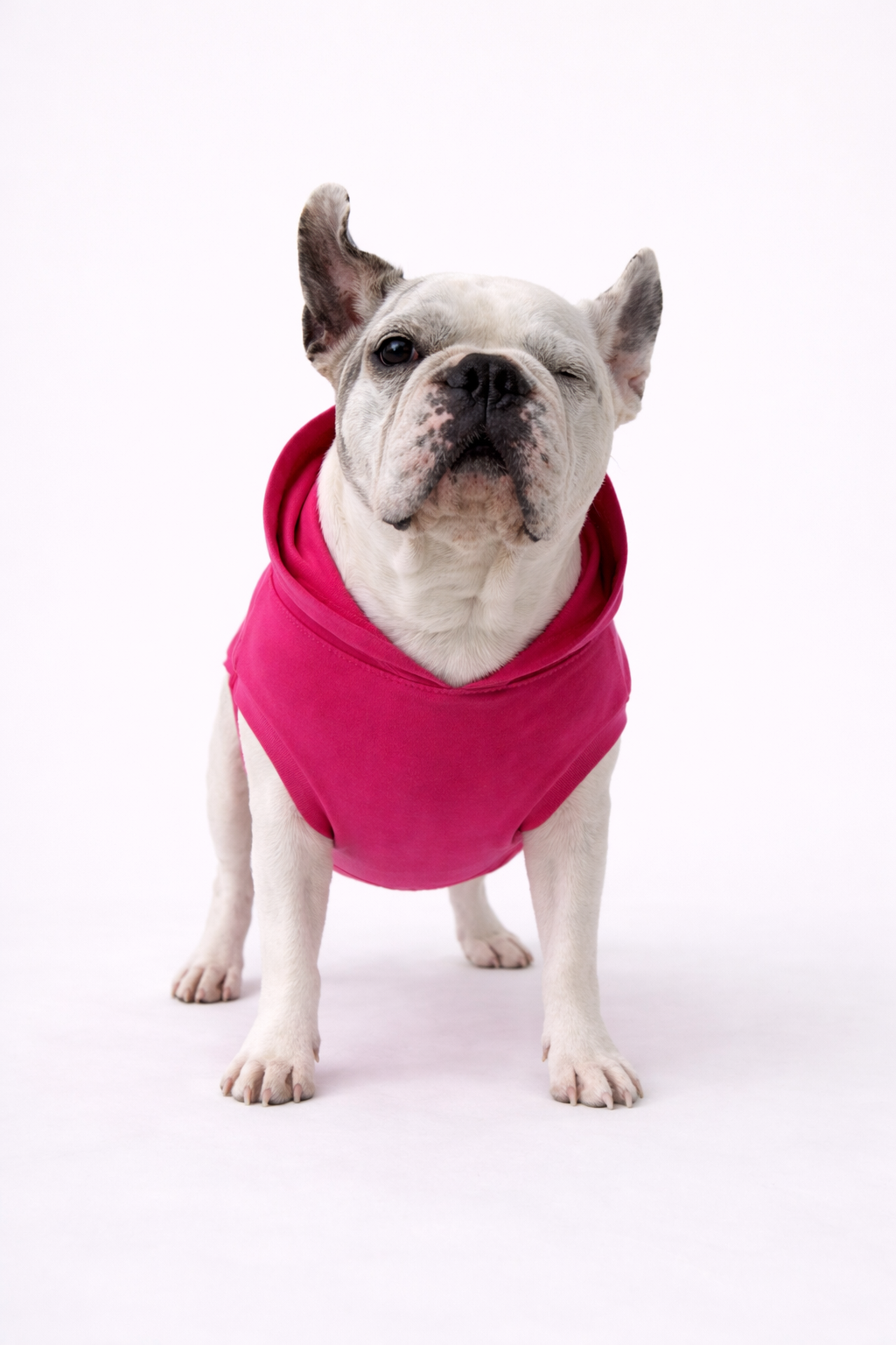 Felpa Frenchie leggera