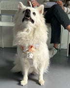 Scatolina porta fedi per cani